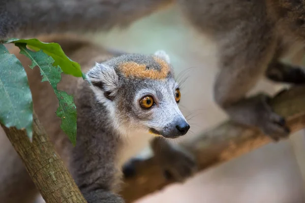 Lemure incoronato Parco Nazionale di Ankarana — Foto Stock
