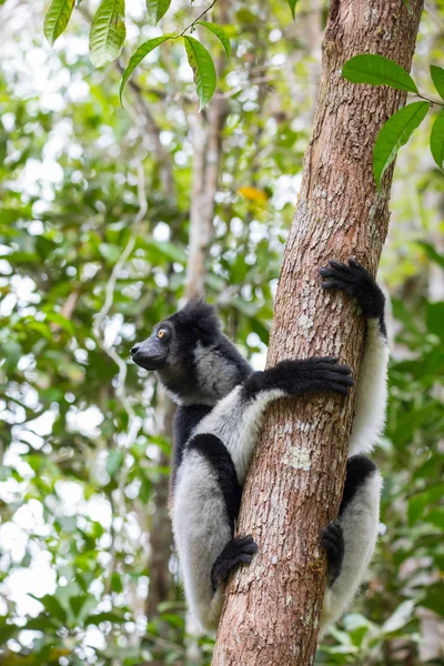 Lémurien noir et blanc Indri — Photo