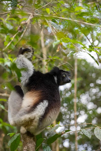 Zwart-wit Lemur Indri — Stockfoto