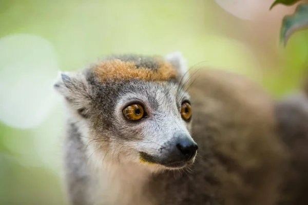 Coroado lêmure Parque Nacional Ankarana — Fotografia de Stock