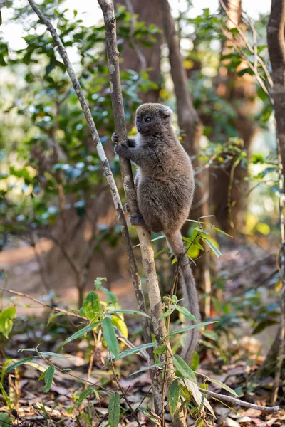Oostelijke mindere bamboe lemur (Hapalemur griseus) — Stockfoto