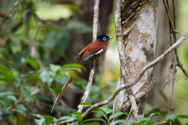 Paraíso-flycatcher de Madagascar, Terpsiphone mutata — Foto de Stock