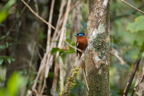 Paraíso-flycatcher de Madagascar, Terpsiphone mutata — Foto de Stock