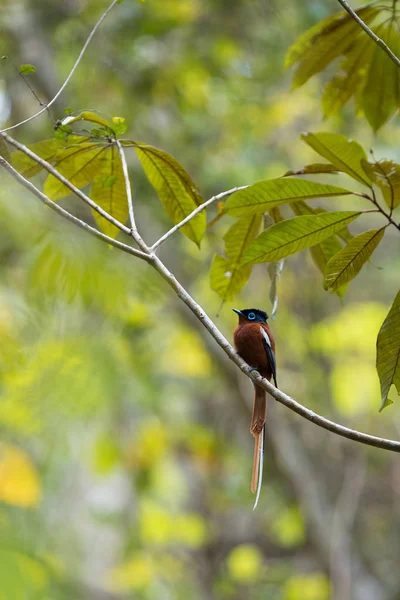 Paraíso-flycatcher de Madagascar, Terpsiphone mutata — Foto de Stock