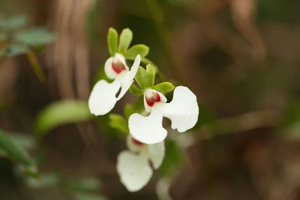 Orchidée blanche dans la forêt tropicale de Madagascar — Photo