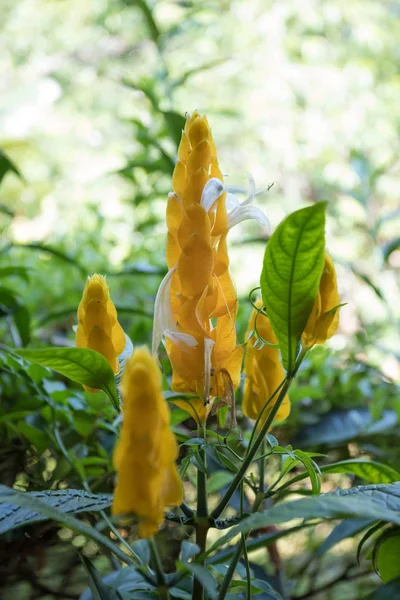 Fleur orange dans la forêt tropicale de Madagascar — Photo