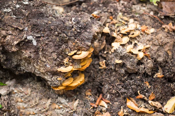 Pilz auf dem Stamm im Madagaskar-Regenwald — Stockfoto