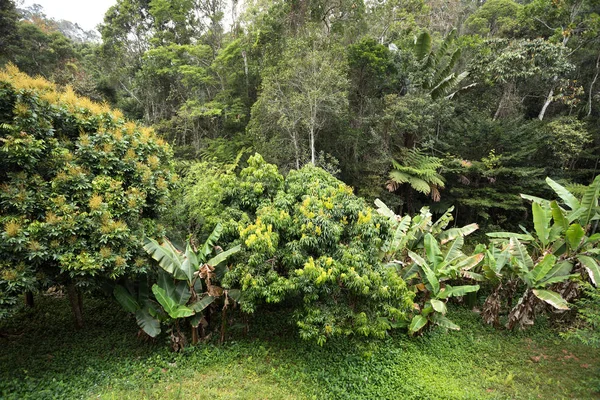Foresta pluviale in Madagascar, provincia di Andasibe Toamasina — Foto Stock