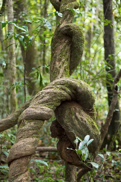 Mit Schlingpflanze an Baum gewachsen — Stockfoto