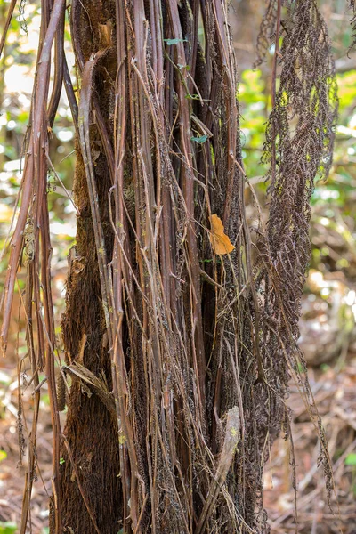 Kmen stromu v typické deštném pralese na Madagaskaru — Stock fotografie