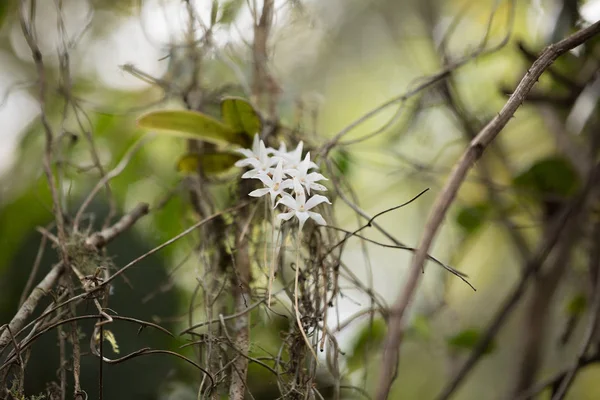 Fleur blanche dans la forêt tropicale de Madagascar — Photo