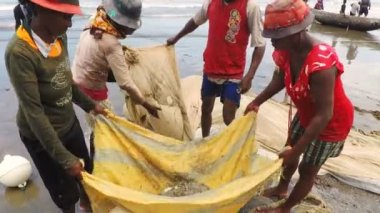 Denizde Balık tutma, net çekerek geleneksel teknikle Yerli balıkçılar