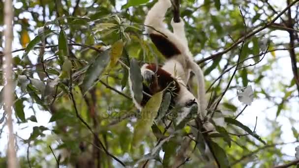 Sifaka de Lemur Coquerel (Propithecus coquereli) ) — Video