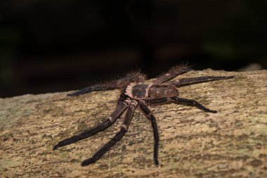büyük avcı örümcek ağacındaki Madagaskar
