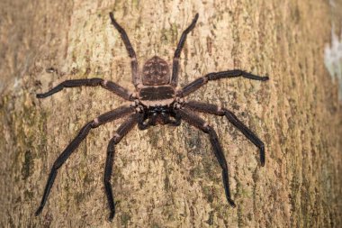 big huntsman spider on tree Madagascar clipart
