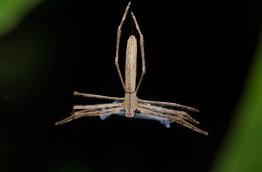 Ogre-Faced spider (Deinopis subrufa) Madagascar clipart