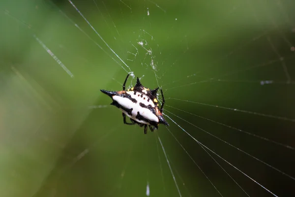 Espinhoso orbe-tecelão ou aranha caranguejo madagascar — Fotografia de Stock
