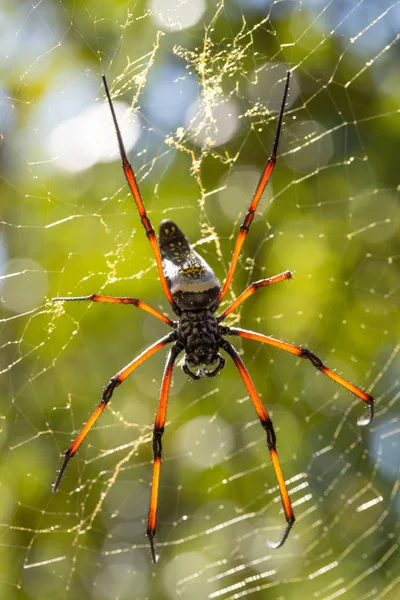 Tessitore di sfere di seta dorata su rete Madagascar — Foto Stock