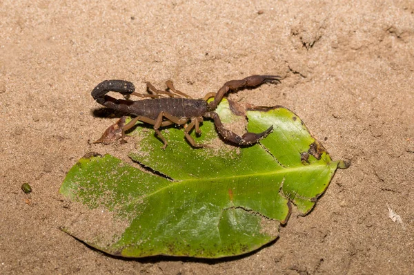 Escorpiones, arácnidos depredadores Madagascar — Foto de Stock
