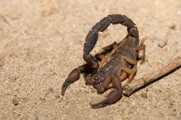 Akrepler, yırtıcı arachnids Madagaskar — Stok fotoğraf
