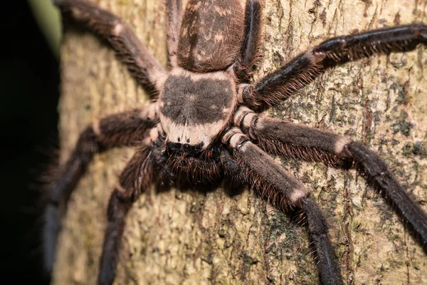 Myśliwy duży pająk na drzewo Madagaskar — Zdjęcie stockowe