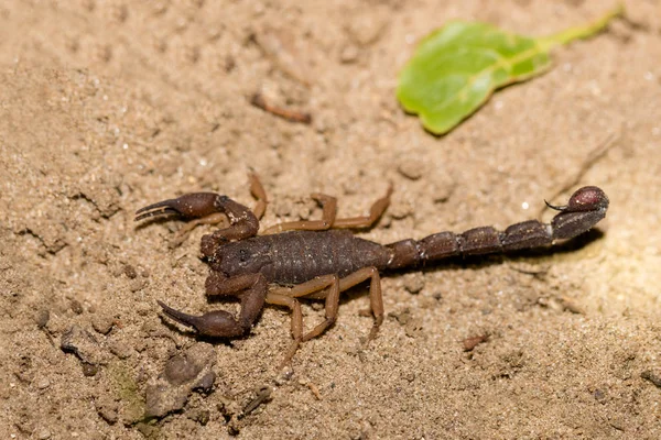 Escorpiões, aracnídeos predadores Madagáscar — Fotografia de Stock