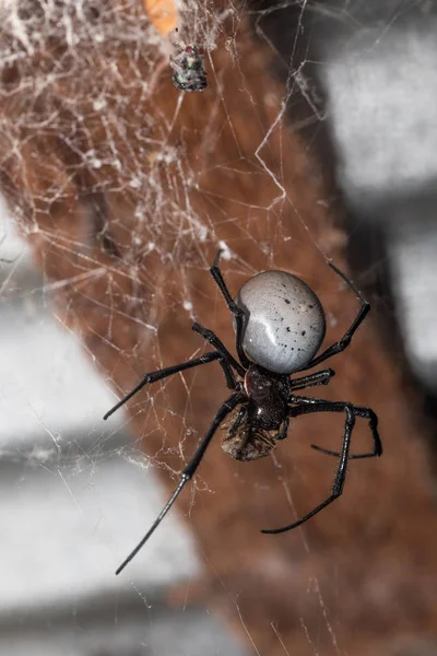 Gran araña blanca Nephilengys livida Madagascar — Foto de Stock