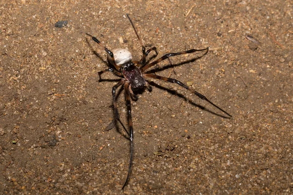 Nagy fehér pók Nephilengys livida Madagaszkár — Stock Fotó