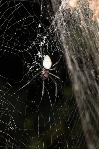 Big white spider Nephilengys livida Madagascar — Stock Photo, Image