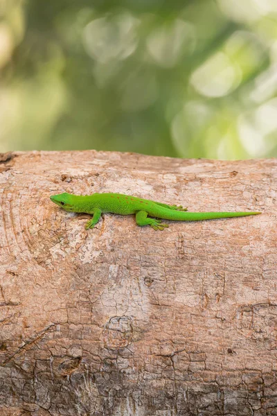 Phelsuma madagascariensis ingår i släktet dag gecko Madagaskar — Stockfoto