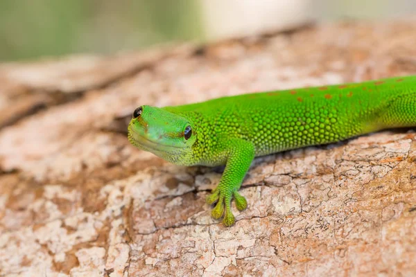 Phelsuma madagascariensis is a species of day gecko Madagascar — Stock Photo, Image