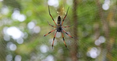 Altın ipek orb weaver net Madagaskar