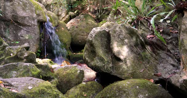 Невеликий водоспад у національному парку Масуалу, Мадагаскар — стокове відео