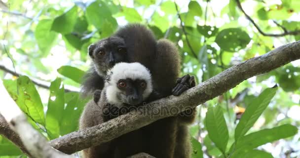 Vithuvad lemur (Eulemur albifrons) på träd — Stockvideo