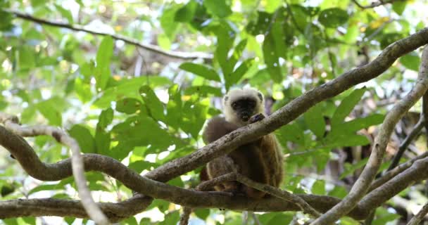 Inwoners lemur (Eulemur albifrons) op boom — Stockvideo