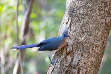 Coua kuş (Coua cristata) Madagaskar tepeli