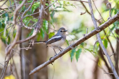 Madagaskar kuş Robin Madagaskar Magpie