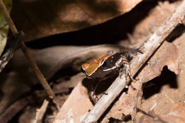 Güzel küçük kurbağa kahverengi mantella Madagaskar