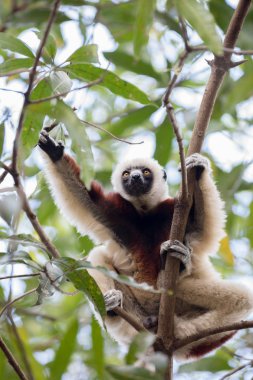 Coquerel's sifaka (Propithecus coquereli) Madagascar