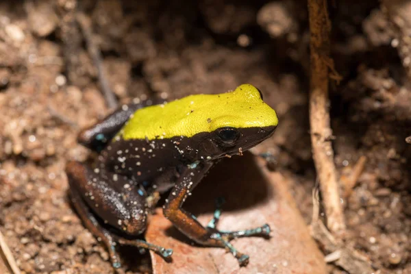 Black and yellow frog Climbing Mantella, Madagascar — Stock Photo, Image