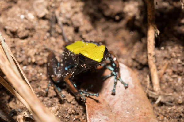 Rana nera e gialla Arrampicata Mantella, Madagascar — Foto Stock