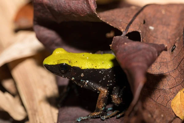 Fekete és sárga béka hegymászás, Mantella, Madagaszkár — Stock Fotó