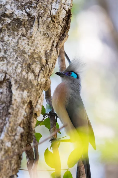 Grzywacz Madagaskar ptak (Coua cristata) coua — Zdjęcie stockowe