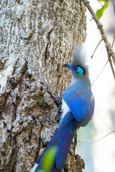 Crested coua vogel (Coua cristata) Madagaskar — Stockfoto