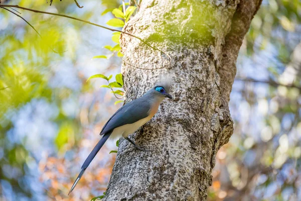 El Cúa pájaro (Coua cristata) Madagascar —  Fotos de Stock