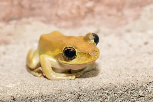 Beautiful small frog Boophis rhodoscelis Madagascar — Stock Photo, Image