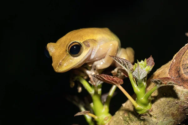 Beautiful small frog Boophis rhodoscelis Madagascar — Stock Photo, Image