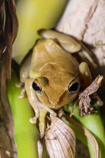 Sapo pequeno bonito Boophis rhodoscelis Madagascar — Fotografia de Stock