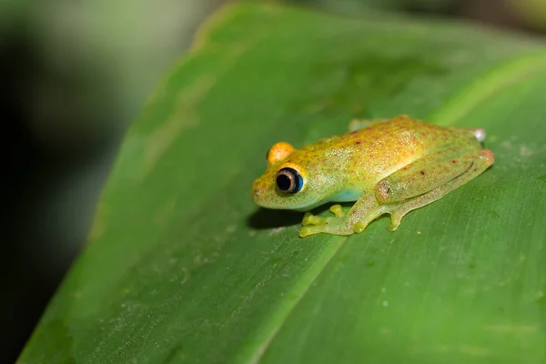 Green bright-eyed frog,  Andasibe Madagascar — Stock Photo, Image