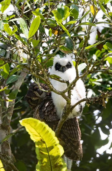 Madagascar bird Long-eared Owl (Asio madagascariensis) — Stock Photo, Image